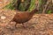 A weka, a flightless bird native to New Zealand