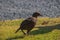 Weka flightless bird of New Zealand looking for food