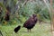 Weka (Gallirallus australis)