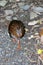 Weka (Gallirallus australis)