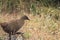 Weka (Gallirallus australis)