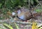 Weka (Gallirallus australis)