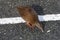 Weka or Gallirallus australis of the rail birds family