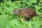 Weka, gallirallus australis, woodhen or Maori hen