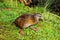 Weka in the Grass