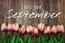 Welcome September text and tulip flower decoration on wooden background