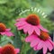 Welcome spring coneflowers with text and doodles royalty free stock photo