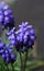 Welcome spring! Muscari neglectum Ten. Rock plants in April. Flowers close-up.