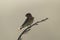 Welcome swallow with backlight t on a dry branch at Bushy beach in New Zealand