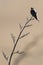 Welcome swallow on a dry branch at Bushy beach in New Zealand