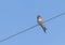Welcome swallow high on power-line against blue sky