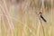 Welcome swallow Hirundo neoxena on reeds