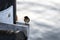 Welcome Swallow (Hirundo neoxena) resting on a pillar of Jetty