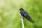 Welcome Swallow Hirundo tahitica