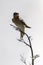 Welcome swallow with an insect on a dry branch at Bushy beach in New Zealand