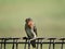 Welcome Swallow perched on fence