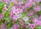 Welcome to garden world of Weigela