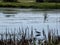 Well bird wading in lake