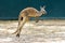 A well-bred kangaroo in a beautiful animal