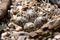 Well camouflaged Killdeer eggs