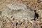 Well camouflaged Regal Horned Lizard in Organ Pipe National Monument, Arizona, USA