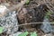 A well camouflaged Savanna Nightjar at Rajasthan, India