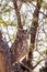 A well camouflaged Spotted Eagle Owl hunting in Kalahari desert