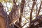 A well camouflaged Spotted Eagle Owl hunting in Kalahari desert