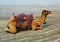An well decorated camel sat on sands and waiting for tourists in the sea beach in Daman, India