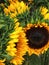 well detailed sunflower