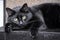 Well-fed black cat lying