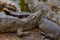 Well-fed crocodiles on the shore.