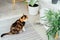 Well-fed multicolor cat waiting for food near smart feeder gadget with water fountain and dry food dispenser in cozy