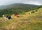 Well-fed purebred cows rest on a mountain pasture in Greece