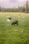 Well-fed sheep and goats on the lush meadows