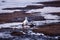 Well-fed snow goose standing on the St. Lawrence River shore at low tide during a blue hour early morning