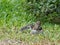 Well Fed Squirrel Eating in Grass