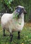 The well-fed suffolk sheep eats leaves