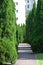 Well green conical thuja coniferous trees in garden