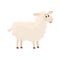 Well gromed fluffy sheep, lamb with big eyes, vector illustration