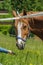 Well-groomed brown horse grazes in a wide green meadow on the outskirts of the small resort village of Champery in Switzerland.