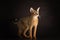 well-groomed cat of the Abyssinian breed standing on a dark background
