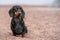 Well-groomed dachshund dog sits on beach with small pebbles looks sadly puzzled