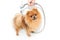 Well groomed dog. Grooming. Grooming of a pomeranian dog. Funny pomeranian in the bath. Dog taking a shower. Dog on white backgrou