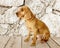 A well-groomed English Cocker spaniel dog sits on the background of a stone wall