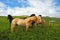 Well-groomed horses graze