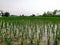 Well Irrigated Paddy cultivation in Assam India