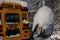 The well-known yellow school bus covered in snow in Vancouver