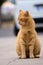 Well-living street cats enjoying sunny day on streets of Caleta de Fuste, Fuerteventura, Canary islands, Spain