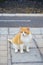 Well-living street cats enjoying sunny day on streets of Caleta de Fuste, Fuerteventura, Canary islands, Spain